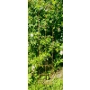 Podpora , drabinka do roślin pnących róż krzewów hortensji monstera 60 cm podpórki