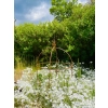 Podpora do roślin krzewów kwiatów roślin piwonii PERGOLA średnica 35 wysokość 60cm obelisk