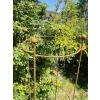 Podpora do roślin krzewów piwonii hortensji róż podpórki pergola obelisk średnica 50 wysokosć 160cm