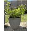 1 x Podpora metalowa do roślin krzewów hortensji róż ogród podpórki średnica 50 wysokość 60cm