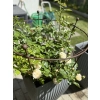1 x Podpora metalowa do roślin krzewów hortensji róż ogród podpórki średnica 50 wysokość 60cm