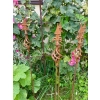 Solidna Podpora metalowa do roślin pnących kwiatów róż trejaż 120cm PERGOLA