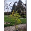 Podpora Parasol do wisterii roślin podpórka średnica 60cm wysokość 200cm Anna