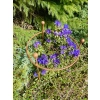 1 x Stylowa Podpora do roślin krzewów kwiatów PERGOLA średnica 45cm wysokość 65cm