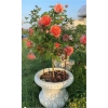 Stylowa Podpora do roślin krzewów hortensji róż piwonii solidna średnica 30cm , 50cm wysokość