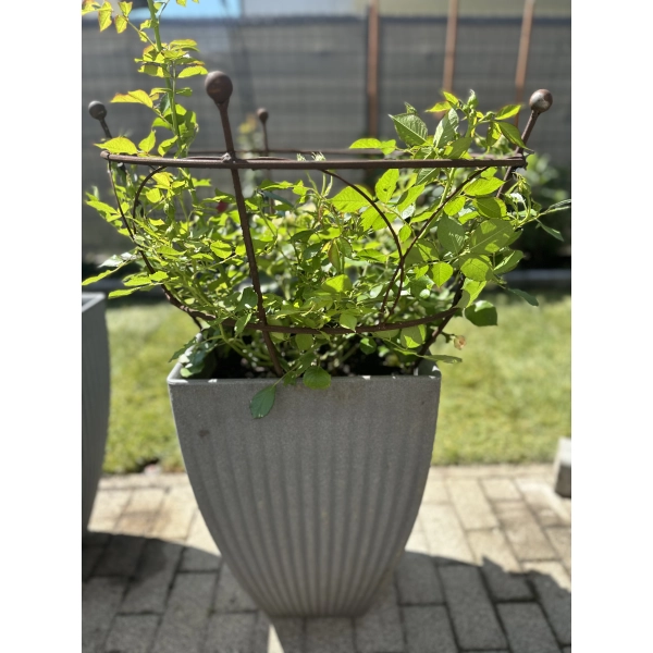 1 x Podpora metalowa do roślin krzewów hortensji róż ogród podpórki średnica 50 wysokość 60cm
