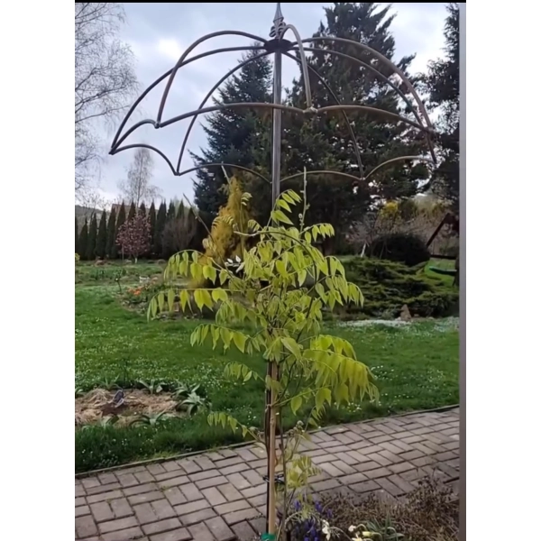 Podpora Parasol do wisterii roślin podpórka średnica 60cm wysokość 200cm Anna