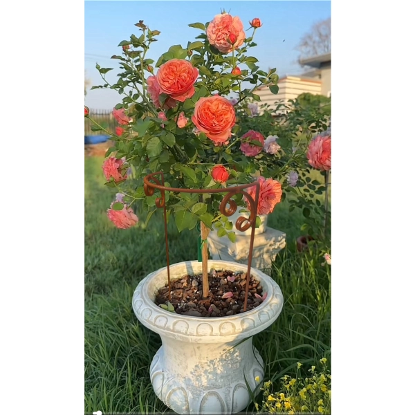 Stylowa Podpora do roślin krzewów hortensji róż piwonii solidna średnica 30cm , 50cm wysokość