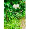 Podpora do krzewów roślin kwiatów pergola 30/50cm pojedyncza półokrągła