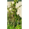 Stylowa Podpora do roślin krzewów TREJAŻ 180cm Styl i Jakość