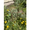 Podpora stylowa do roślin kwiatów krzewów PERGOLA ogród 40/80cm solidna PL