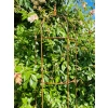 Podpora do roślin krzewów kwiatów PERGOLA ozdoba półokrągła średnica 30 wysokość 100cm