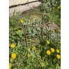 Podpora do krzewów roślin kwiatów pergola 30/50cm pojedyncza półokrągła