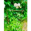 Podpora do krzewów roślin kwiatów pergola 30/50cm pojedyncza półokrągła