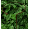 Podpora do roślin krzewów roślin kwiatów ogród podpórka D30 H60cm solidna