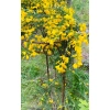 Stylowa Podpora do roślin krzewów roślin kwiat PERGOLA średnica 40cm wysokość 80cm półokrągła
