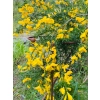 Podpora do roślin krzewów roślin kwiatów ogród podpórka D30 H60cm solidna