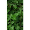 Stylowa Podpora do roślin krzewów kwiatów PERGOLA D60H90cm jakość polska