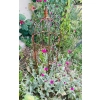 Podpora do roślin krzewów kwiatów roślin PERGOLA ozdoba średnica 25cm wysokość 90cm