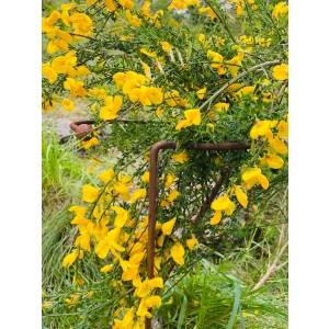 Podpora do roślin krzewów kwiatów ogród podpórka polski jakość D35 H70cm