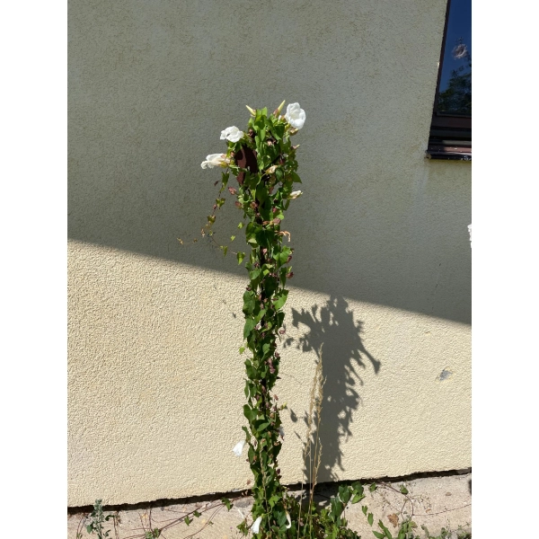 Elf Wróżka 30cm na pręcie dekoracja figurka do ogrodu doniczka ozdoba bluszcz
