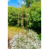 10 x PALIK TYCZKA DO ROŚLIN 200CM PODPORA POMIDORÓW KWIATY METALOWA