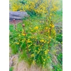 Podpora podpórki do roślin producent róż hortensji PERGOLA śr 60cm H 70cm