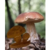 Stylowy borowik grzyb grzybek RUSTYKALNY OGRÓD DONICZKA ozdoba grzyby ozdob