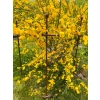 Podpora podpórka półokrągła roślin pergola średnica 35cm wysokość 60cm