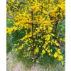 Podpora podpórka półokrągła roślin pergola średnica 35cm wysokość 60cm