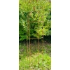 Podpora Obelisk do roślin krzewów kwiatów róż hortensji PIWONII PERGOLA średnica 40 cm wysokość 150cm