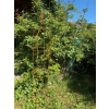 Podpora obelisk do roślin krzewów piwonii hortensji róż podpórki pergola D30 170cm