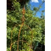Podpora obelisk do roślin krzewów piwonii hortensji róż podpórki pergola D30 170cm