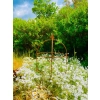 Podpora do roślin krzewów kwiatów roślin piwonii PERGOLA średnica 30cm wysokość 50cm obelisk
