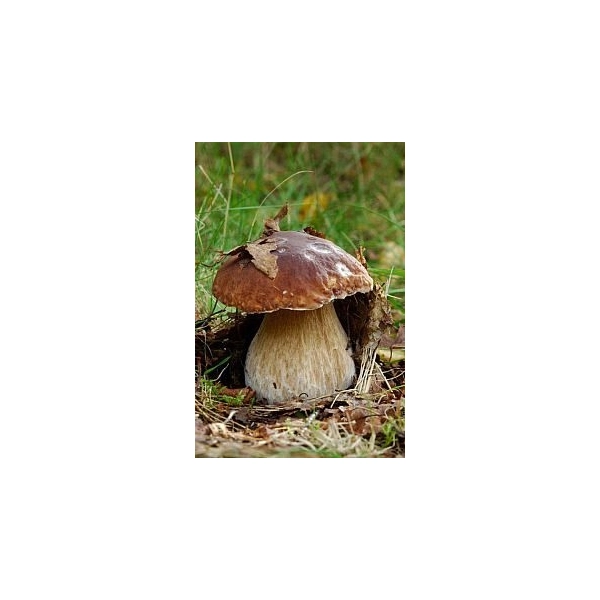 Stylowy borowik grzyb grzybek RUSTYKALNY OGRÓD DONICZKA ozdoba grzyby ozdob