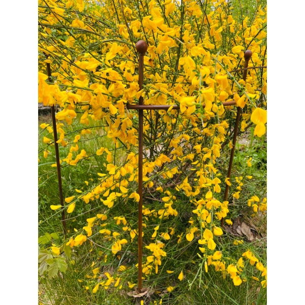 Podpora podpórka półokrągła roślin pergola średnica 35cm wysokość 60cm