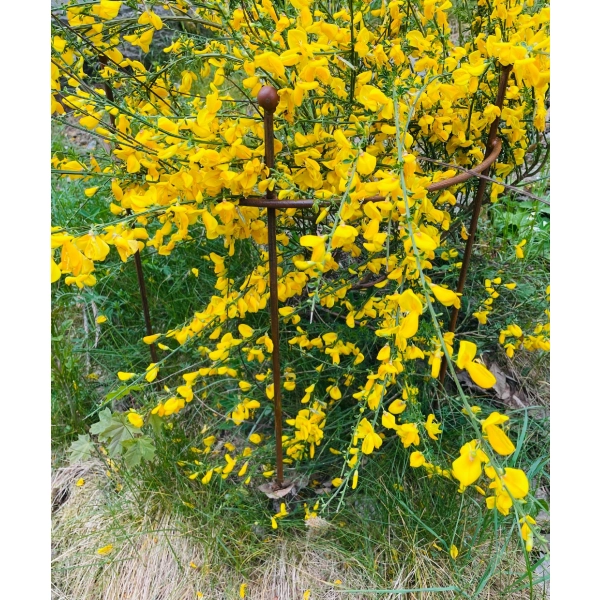 Podpora podpórka półokrągła roślin pergola średnica 35cm wysokość 60cm