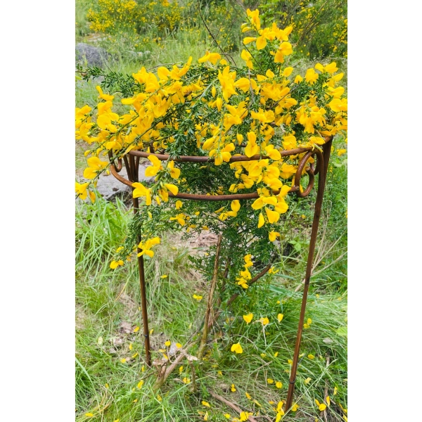 Stylowa Podpora do hortensji roślin krzewów Podpórki średnica 50 cm wysokość 80cm półokrągła