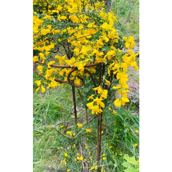 Stylowa Podpora do roślin krzewów roślin kwiat PERGOLA średnica 40 wysokość 80cm półokrągła
